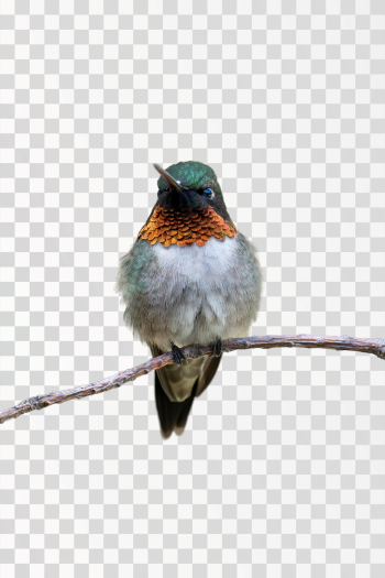 humming bird on tree, png transparent - @skyler-ewing-266953 / Pexels