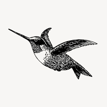 Hummingbird, animal illustration vector. Free | Free Vector Illustration - rawpixel