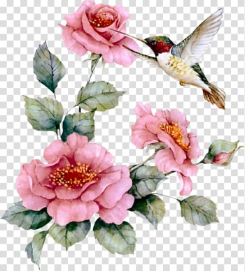 Hummingbird Animation , Animation transparent background PNG clipart Hummingbird Animation , Animation transparent background PNG clipart