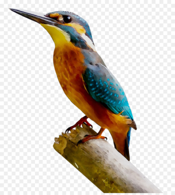 Hummingbird Common kingfisher Beak - Hummingbird Common kingfisher Beak -
