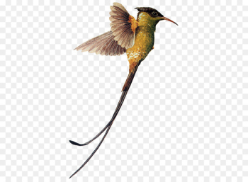 Hummingbird Red-billed streamertail Beak - Bird Hummingbird Red-billed streamertail Beak - Bird
