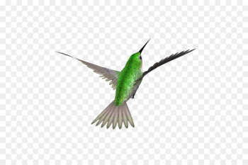 Hummingbird Swallow Image Download - simple bird Hummingbird Swallow Image Download - simple bird