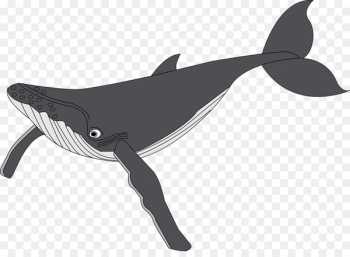 Humpback whale Clip art - Cute whale Humpback whale Clip art - Cute whale