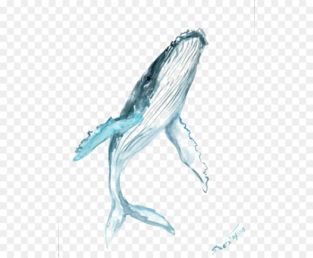 Humpback whale Drawing Watercolor painting Clip art - blue whale 