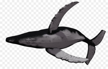 Humpback whale Killer whale Clip art - whale Humpback whale Killer whale Clip art - whale
