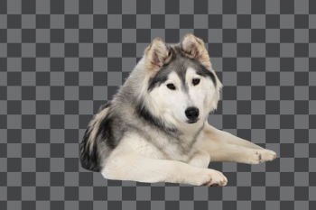 Husky dog PNG transparent