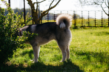 Husky in the garden Husky in the garden