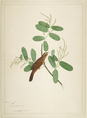 Hwamei on Terminalia Branch (1780) | Free Photo - rawpixel Hwamei on Terminalia Branch (1780) | Free Photo - rawpixel
