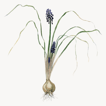 Hyacinth illustration, aesthetic floral illustration | Free Vector - rawpixel Hyacinth illustration, aesthetic floral illustration | Free Vector - rawpixel