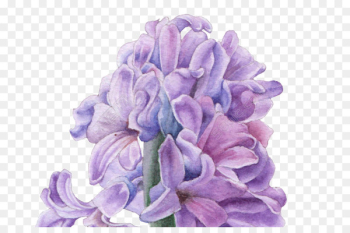 Hyacinth Ornamental plant Portable Network Graphics Image Vector graphics - transparent flower 
