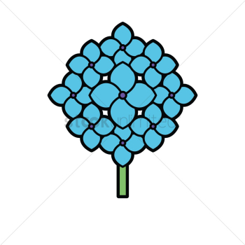 Hydrangea Hydrangea