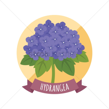 Hydrangea Hydrangea