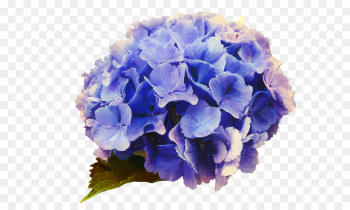 Hydrangea, Blue, Flower, Flowering Plant PNG Hydrangea, Blue, Flower, Flowering Plant PNG
