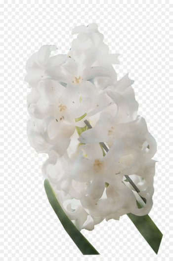 Hydrangea Cut flowers - Hydrangea Cut flowers -