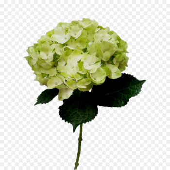 Hydrangea Cut flowers Artificial flower Annual plant - Hydrangea Cut flowers Artificial flower Annual plant -