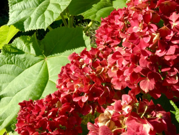 Hydrangea Flower Autumn Hydrangea Flower Autumn