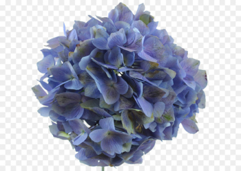 Hydrangea Lavender Flower Blue Purple - lavender Hydrangea Lavender Flower Blue Purple - lavender