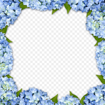 Hydrangea Picture frame Flower - Purple floral border background 