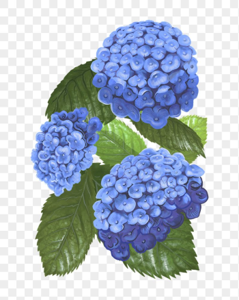 Hydrangea png flower sticker illustration, | Free PNG - rawpixel Hydrangea png flower sticker illustration, | Free PNG - rawpixel