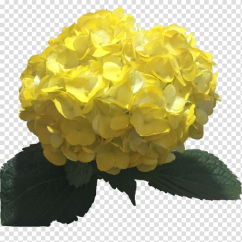 Hydrangea Yellow Flower Color Light, hydrangea transparent background PNG clipart Hydrangea Yellow Flower Color Light, hydrangea transparent background PNG clipart