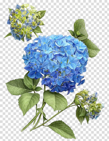 Hydrangeas, blue petaled flower transparent background PNG clipart Hydrangeas, blue petaled flower transparent background PNG clipart