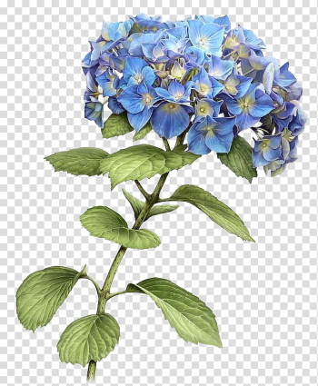 Hydrangeas, blue-petaled flowers transparent background PNG clipart Hydrangeas, blue-petaled flowers transparent background PNG clipart