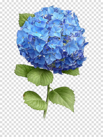 Hydrangeas, blue petaled flowers transparent background PNG clipart Hydrangeas, blue petaled flowers transparent background PNG clipart