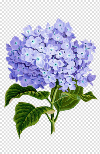 Hydrangeas, purple-petaled flowers transparent background PNG clipart Hydrangeas, purple-petaled flowers transparent background PNG clipart