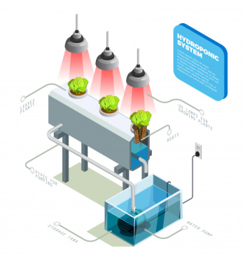 Hydroponic system infographic layout Free Vector Hydroponic system infographic layout Free Vector