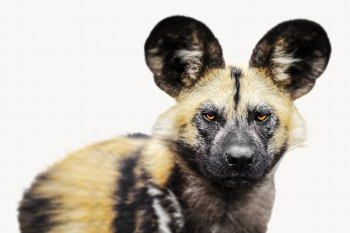 Hyena animal image design | Free Photo - rawpixel Hyena animal image design | Free Photo - rawpixel
