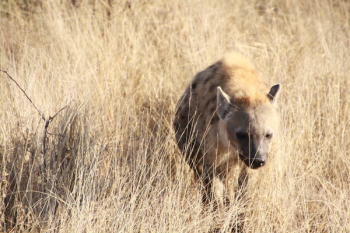 Hyena Walking on Grass Hyena Walking on Grass