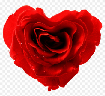 I Have Designed A Cute Valentine Day Card And Insert - Rose I Have Designed A Cute Valentine Day Card And Insert - Rose