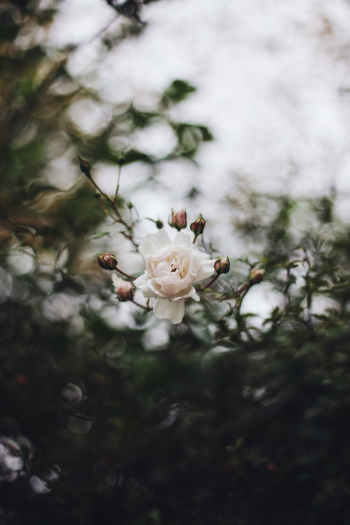 I love to photograph houses. For whatever reason they’ve always captivated me. I found these roses outside one of those houses somewhere in Kansas City