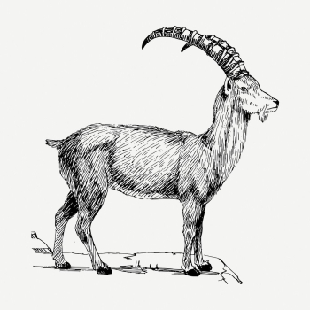 Ibex drawing, vintage wildlife illustration | Free PSD - rawpixel Ibex drawing, vintage wildlife illustration | Free PSD - rawpixel