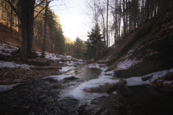 Ice on Forest Path Ice on Forest Path