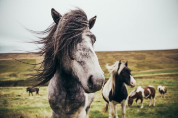 Iceland Farm Horse Iceland Farm Horse
