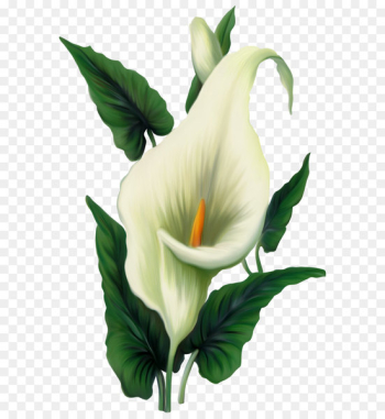 Icon Computer file - Calla Lily PNG Picture Icon Computer file - Calla Lily PNG Picture