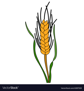 icon is ripe ear of wheat barley grain harvest icon is ripe ear of wheat barley grain harvest