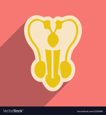Icon of man s penis in flat style vector image Icon of man s penis in flat style vector image