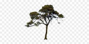 Icon Pine Tree Png Png Images - Transparent Background Trees