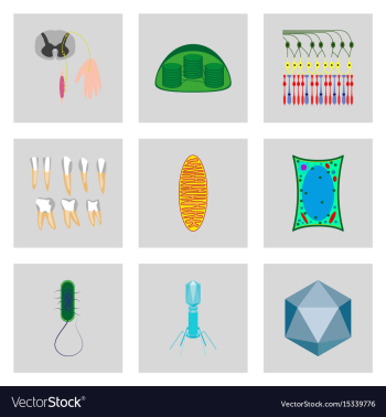Icons set in flat style cells viruses teeth vector image Icons set in flat style cells viruses teeth vector image
