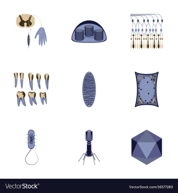 Icons set in flat style cells viruses teeth vector image Icons set in flat style cells viruses teeth vector image