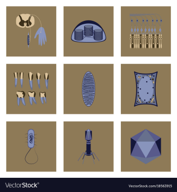 Icons set in flat style cells viruses teeth vector image Icons set in flat style cells viruses teeth vector image
