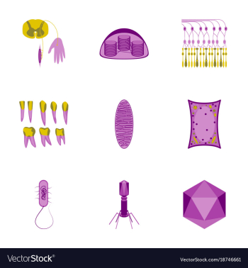 Icons set in flat style cells viruses teeth vector image Icons set in flat style cells viruses teeth vector image