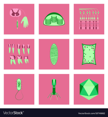 Icons set in flat style cells viruses teeth vector image Icons set in flat style cells viruses teeth vector image