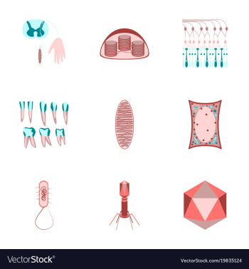 Icons set in flat style cells viruses teeth vector image Icons set in flat style cells viruses teeth vector image