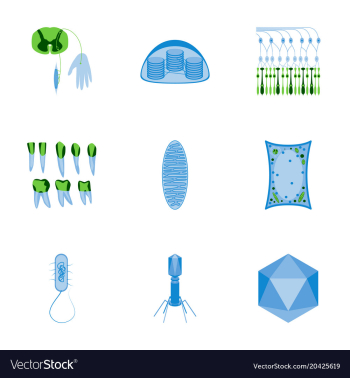 Icons set in flat style cells viruses teeth vector image Icons set in flat style cells viruses teeth vector image