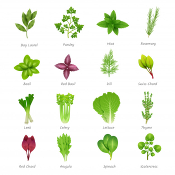 Icons set of different special herbs Icons set of different special herbs