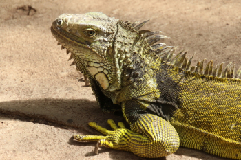 Iguana on Brown Surface Iguana on Brown Surface