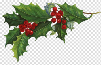 Ilex crenata Common holly Christmas Aquifoliales , mistletoe transparent background PNG clipart